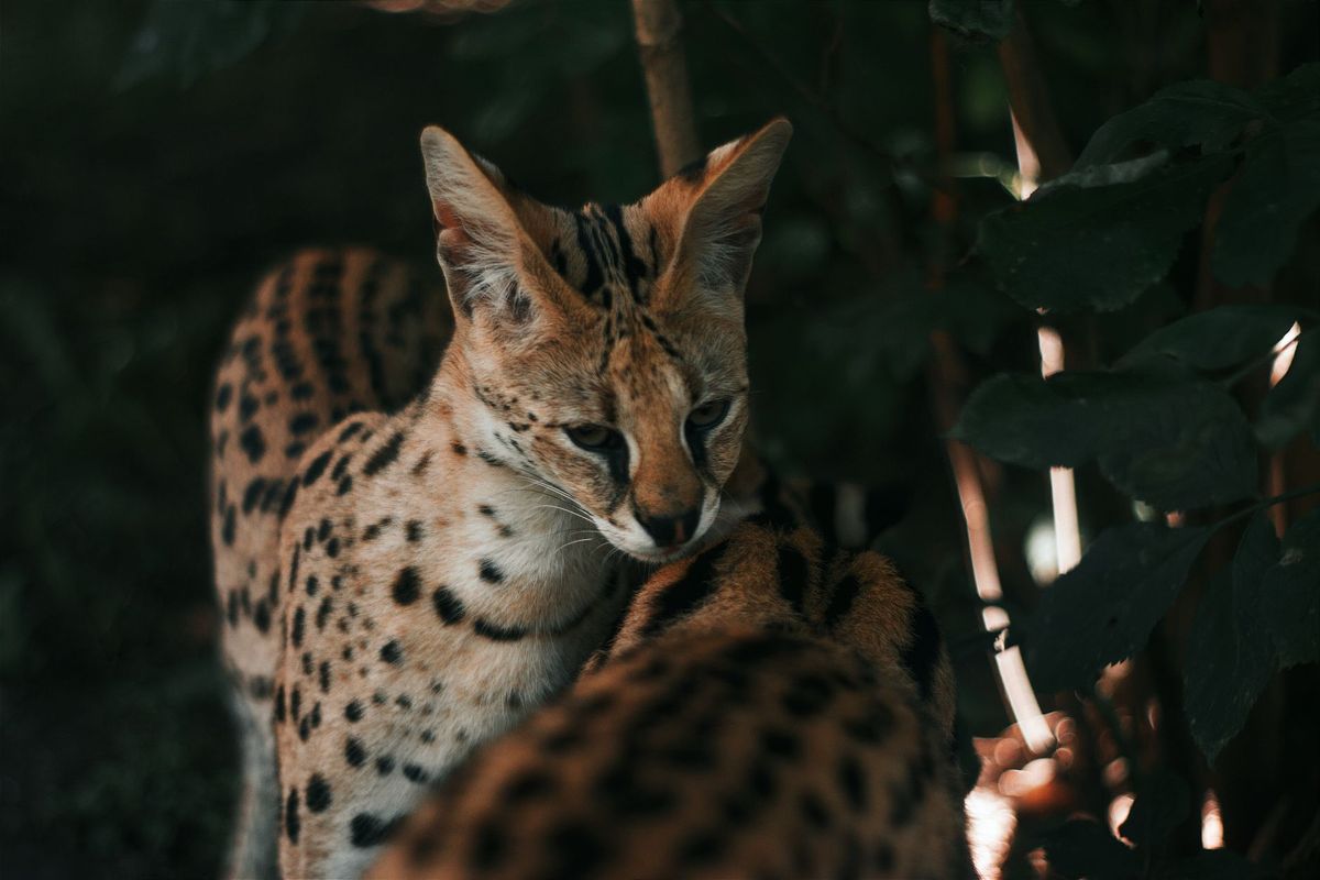 Escaped Savannah Cat's Paw Amputated After Two Months