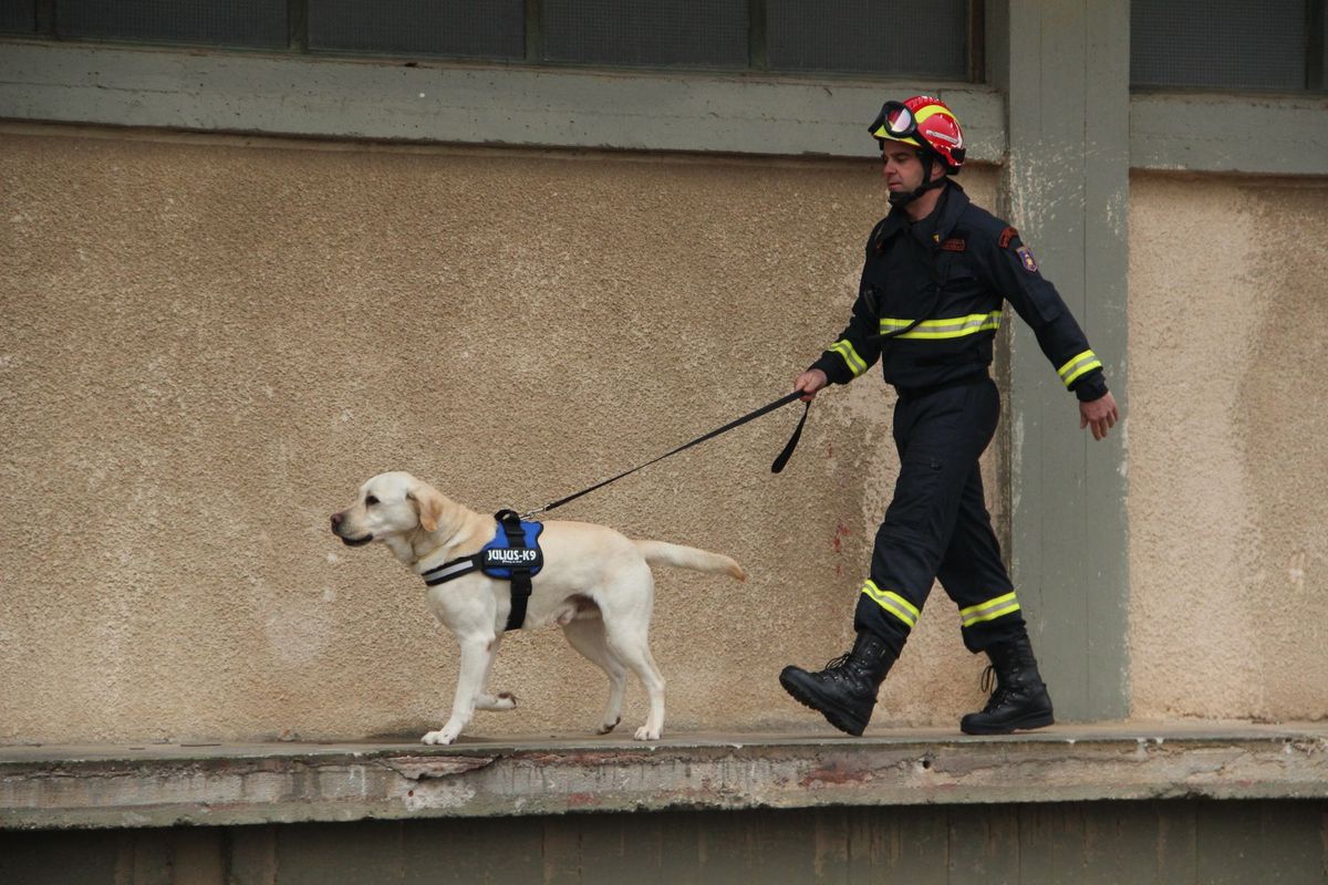 Labrador Rescued on Ben Nevis After Suspected Cannabis