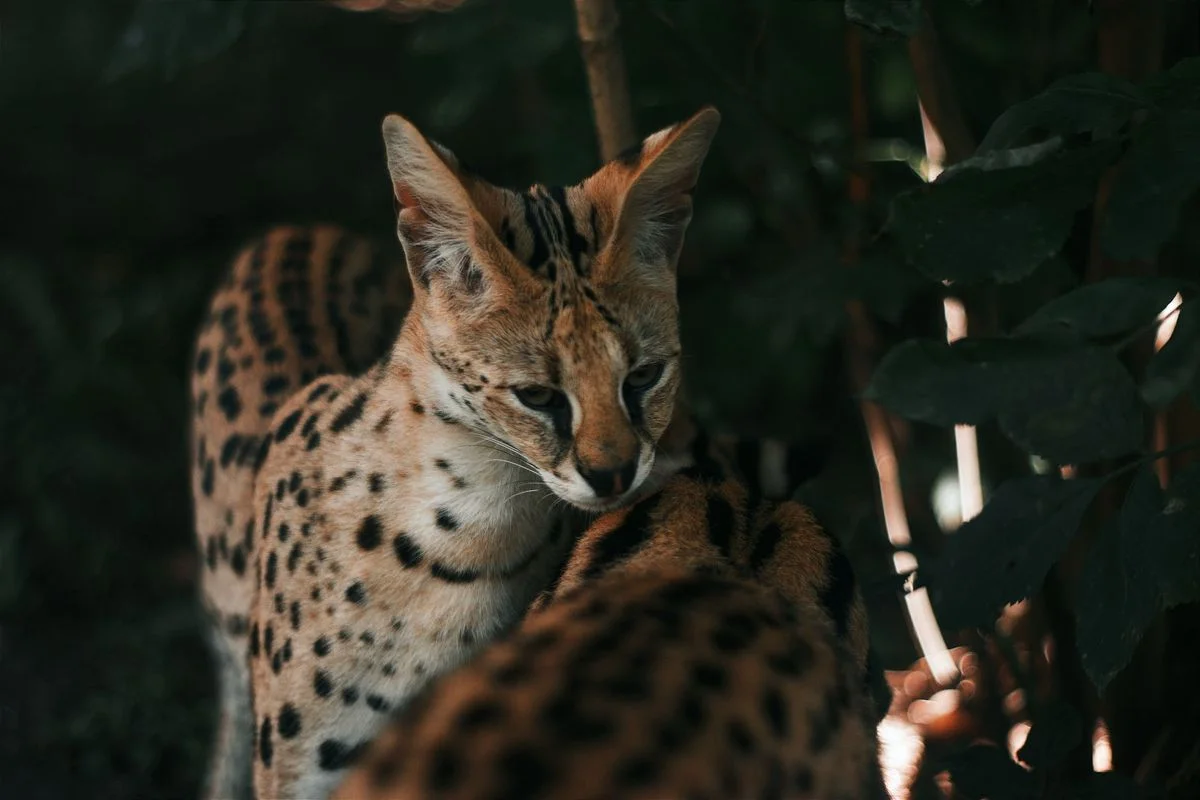 Escaped Savannah Cat's Paw Amputated After Two Months
