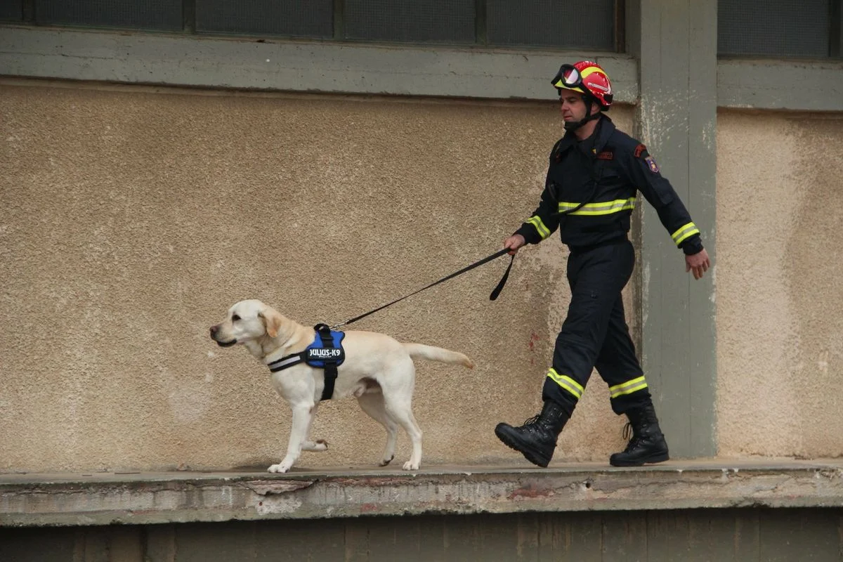 Labrador Rescued on Ben Nevis After Suspected Cannabis