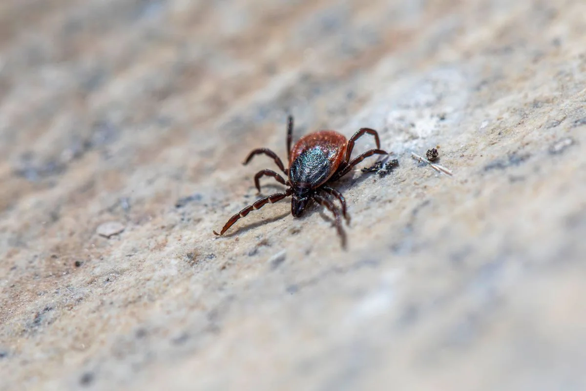 US Cyclosporiasis Outbreak Sees Dozens Hospitalised
